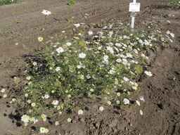 Ames_25724_08ncai01_SD_PL_XX_2011-08-19_03.jpg