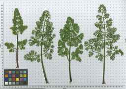 Ames_25729_09ncab01_SD_PL_LV_2010-07-12_01.jpg