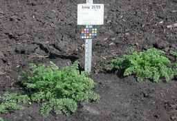 Ames_25729_09ncab01_SD_PL_XX_2010-07-13_02.jpg