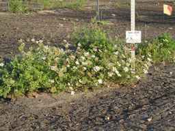 Ames_25729_09ncab01_SD_PL_XX_2010-08-27_02.jpg