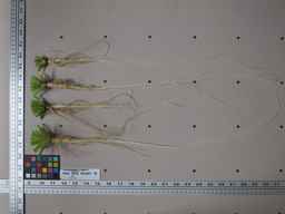 Ames_25729_09ncab01_SD_RT_XX_2013-02-01_01.jpg