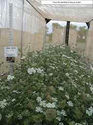 Ames_25729_99ncao01_SD_PL_XX_2008-08-04_02.jpg