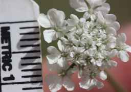 Ames_25739_99ncao01_SD_01_flower.JPG