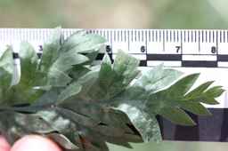Ames_25739_99ncao01_SD_03_Leaves.JPG