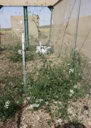 Ames_25739_99ncao01_SD_04_plant_in_the_field.JPG