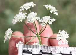 Ames_25739_99ncao01_SD_05_umbel.JPG