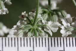 Ames_25739_99ncao01_SD_06_umbel.JPG