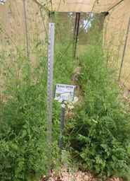 Ames_25739__99ncao01_SD.JPG
