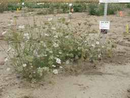Ames_25755_99ncao01_SD_PL_XX_2010-09-15_01.jpg