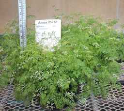 Ames_25761_99ncao01_SD_01.JPG
