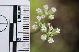 Ames_25761_99ncao01_SD_01_Flower.JPG