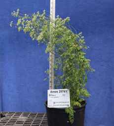Ames_25761_99ncao01_SD_02.JPG