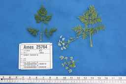 Ames_25764_99ncao01_SD_PL_GH_2011-04-20_02.jpg