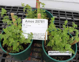 Ames_25781_02ncai01_SD.JPG