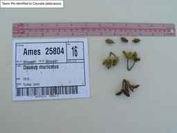 Ames_25804_99ncao01_SD_PL_CL_2000-08-24_01.jpg