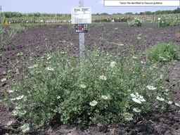 Ames_25807_04ncai01_SD_PL_XX_2008-08-15_01.jpg