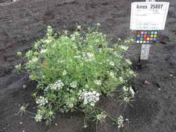 Ames_25807_08ncai01_SD_PL_XX_2011-08-05_02.jpg
