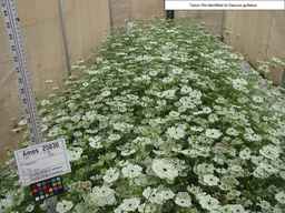 Ames_25830_99ncao01_SD_PL_XX_2008-08-04_02.jpg