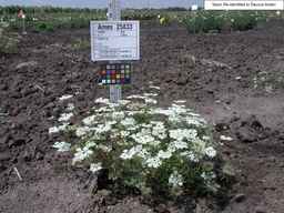 Ames_25833_04ncai01_SD_PL_XX_2008-08-15_01.jpg