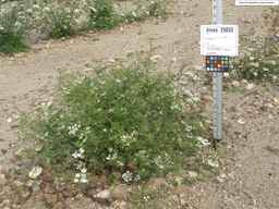 Ames_25833_99ncao01_SD_PL_XX_2010-09-15_04.jpg