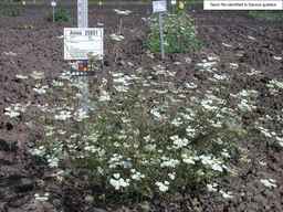 Ames_25851_04ncai01_SD_PL_XX_2008-08-18_01.jpg