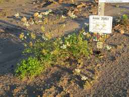 Ames_25851_99ncao01_SD_PL_XX_2010-09-08_01.jpg