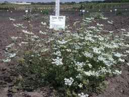 Ames_25855_04ncai01_SD_PL_XX_2008-08-18_01.jpg