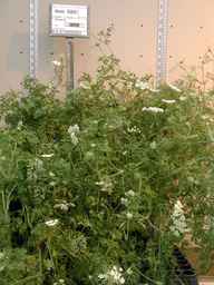 Ames_25855_99ncao01_SD_PL_XX_2004-03-05_01.jpg