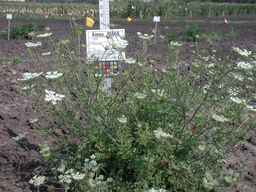Ames_25856_04ncai01_SD_PL_XX_2008-08-18_01.jpg