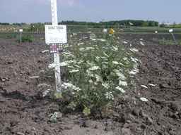 Ames_25864_04ncai01_SD_PL_XX_2008-08-18_01.jpg