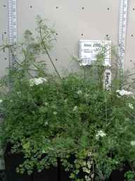 Ames_25865_99ncao01_SD_PL_XX_2004-03-05_01.jpg