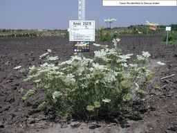 Ames_25878_04ncai01_SD_PL_XX_2008-08-18_01.jpg