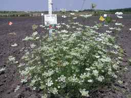 Ames_25880_04ncai01_SD_PL_XX_2008-08-18_01.jpg