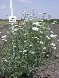 Ames_25885_02ncai01_SD_PL_XX_2008-08-18_02.jpg