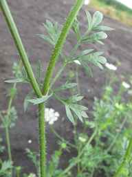 Ames_25898_10ncab01_SD_PL_LV_2011-08-05_01.jpg
