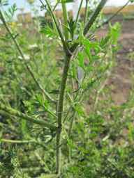 Ames_25898_10ncab01_SD_PL_LV_2012-07-11_01.jpg