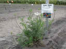 Ames_25898_10ncab01_SD_PL_XX_2010-08-20_01.jpg