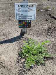 Ames_25898_10ncab01_SD_PL_XX_2011-06-29_01.jpg