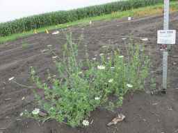 Ames_25898_10ncab01_SD_PL_XX_2011-08-05_03.jpg