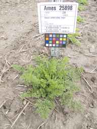 Ames_25898_10ncab01_SD_PL_XX_2012-06-07_02.jpg