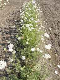 Ames_25898_10ncab01_SD_PL_XX_2012-07-19_02.jpg