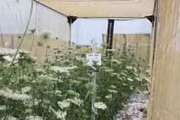 Ames_26381_01ncao01_SD_PL_XX_2010-06-22_03.jpg