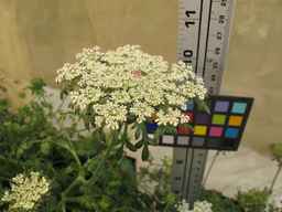 Ames_26383_01ncai01_SD_PL_UM_2012-04-04_01.jpg