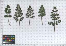 Ames_26383_01ncao01_SD_PL_LV_2008-07-16_01.jpg