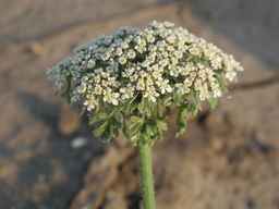 Ames_26383_01ncao01_SD_PL_UM_2011-06-07_01.jpg