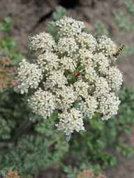 Ames_26383_01ncao01_SD_PL_UM_2011-06-16_02.jpg