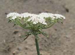 Ames_26383_01ncao01_SD_PL_UM_2011-06-24_03.jpg