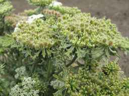 Ames_26383_01ncao01_SD_PL_UM_2011-07-21_01.jpg