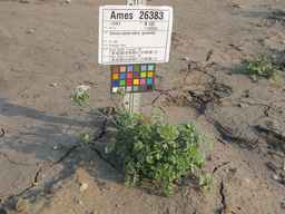 Ames_26383_01ncao01_SD_PL_XX_2011-06-07_01.jpg