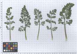 Ames_26386_01ncao01_SD_PL_LV_2011-06-03_01.jpg